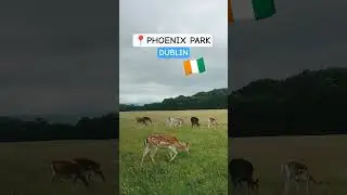 DUBLIN'S BEST FREE EXPERIENCE || MEET THE DEER  #dublin #ireland #deer #shorts #fyp #nature #travel