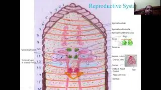 #VSBoora@Zoology7 Pheretima posthuma (Earthworm)7 Reproductive System#VSBoora@Zoology#UGC NET JRF