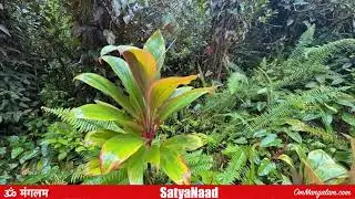 Hawai, Big Island Tropical rainforest chirps with indian flute, sleep, relaxing and meditation music