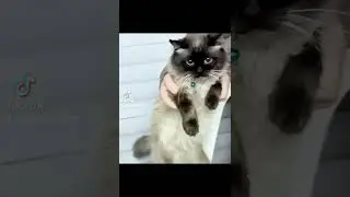 A vendre chat m&acirc;le siamois de 7 mois pure race vaccin&eacute;e  pour  contacter 92892390. prix 350dinars.