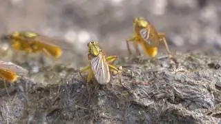 Yellow Dung flies (Scathophaga stercoraria) - Brighton, April 2020