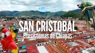Diferentes ecosistemas de CHIAPAS | SAN CRISTOBAL DE LAS CASAS 
