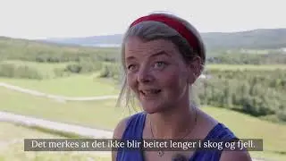 Skj&oslash;tsel av sl&aring;tteeng i Lierne sommeren 2018