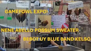 Gamefowl Expo - Nene Abello 's Sweater / Bebot Uy 's blue band kelso