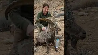 Wild Mountain Goat Gets Amazing Desert Spa Treatment!