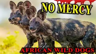 Ripping Prey Alive? - African Wild Dogs - Lycaon