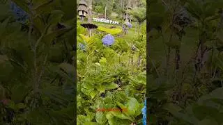 Tenggir Park Outbound Ceria | Mbak Ika Semut Merah #shortvideo #tenggirpark #outbound