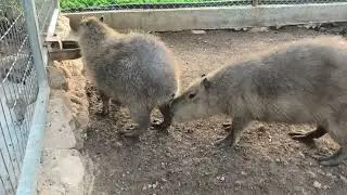 Very Interesting Capybara Interactions Zeus Prometheus Aphrodite Eros and Baby
