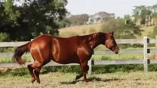 25   CARLY RED CASH MVO