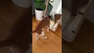 He Thinks That&rsquo;s Another Dog 😳🐕#dogs #petshorts #shorts
