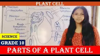 A Typical Plant Cell | Parts of a Plant Cell | Memorize the Parts of a Plant Cell