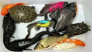 Kem Chanel lái công nông bắt cá ống nước chảy có cá chép, cá trê, cá chim, cá diếc, rùa, cá koi