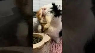 Bingi Munches on Carrot #pets #cute #animals #morč&aacute;tka #asmr #munching #guineapig #guineapigs #love