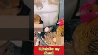 ڈاگ بے بی dog baby مرغی کے انڈے چوری کرتا ہواvery interest movie