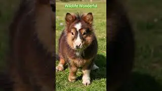 Top Shetland Pony Cutest Wildlife Animals|Adorable Nature Moments  #wildlife  #cutewildlife