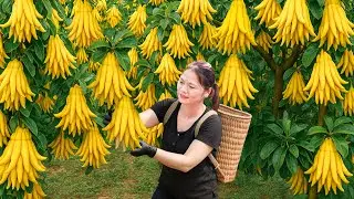 Harvesting Rare Buddha’s Hand Citrus | Steamed Egg Roll Recipe From Grandma’s Ancient Cookbook