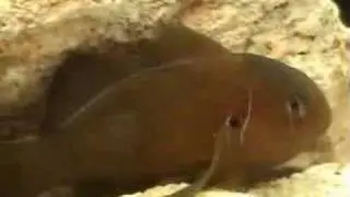 Gobiodon citrinus