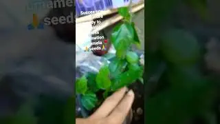Seeds of Gumamela result of my cross pollination subscrive next vidio will see the outcome TY much 🙏