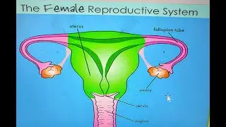 MENSTRUAL CYCLE & SEXUAL HEALTH EDUCATION  BY MRS OKONJI & EVANG OLUYINKA JP 12272025.