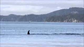 Vancouver Island Orca Whale Kayak Trip