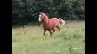 Crazy Quippi
