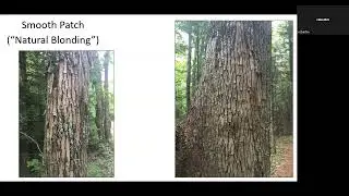 NESAF Talks: Forest Health II