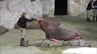 Walrussen Training & Voedermoment Pairi Daiza 2023