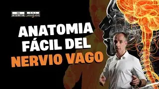 🎯 Anatomía clínica del vago: del tronco encefálico al colon. Mapa completo para terapeutas