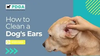 Let&rsquo;s Talk Ears! How to Clean a Dog&rsquo;s Ears Properly