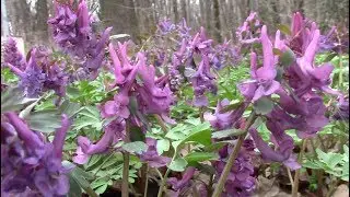 Весенний лес. Релакс || Spring forest. Relax