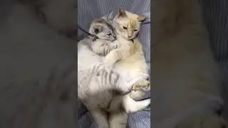 Abu & MintGemuk