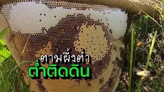 ผึ้งอยู่ต่ำๆติดดิน หัวน้ำแบบว่าคักๆๆๆ / พรานวุธ 29/12/68