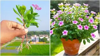 Discover how to grow periwinkle by stems | Quick & effective guide