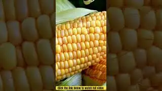 Kya Diabetes Mein Sweetcorn (Makka) Khana Chaiye? | #shorts