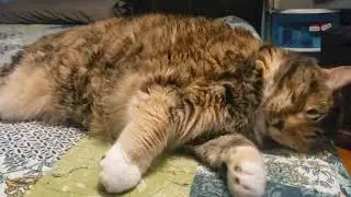 Relaxing Cat Bliss: Adorable Bed Rubbing & Cozy Moments to Melt Your Heart