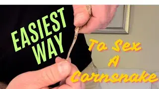How To Sex Your CornSnake!