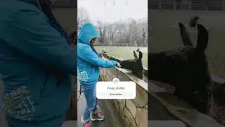 Wat wilt ze vragen aan de Lama- tierpark Euregio zoo Aachen
