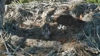 Friday Morning Feeding At Savannah Osprey Nest – May 15, 2020