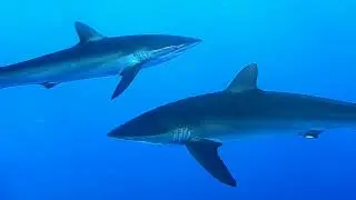 Diving Cuba 11-19