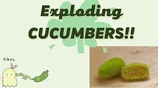 EXPLODING CUCUMBERS!!