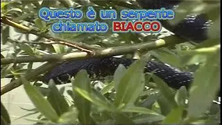 SERPENTE BIACCO in albero per fuggire dal pericolo delle OCHE, utile rettile d'equilibrio ambientale