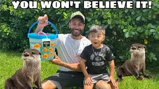 I Bought LIVE FISH for My Pet OTTERS!