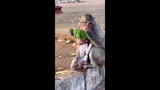 Baby Monkey TENA play with young mama MARY.