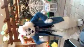 The easter bunny boogie