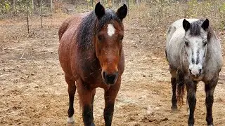 Evening Horse Chore Routine | Feeding the Horses | Horse Care