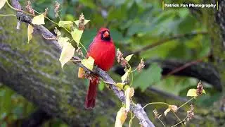🎶 Gorgeous Male Cardinal Singing in Iowa City 🌳🐦 | Fall Birdwatching  in 4K  美丽的公爵鸟 #viral #birds