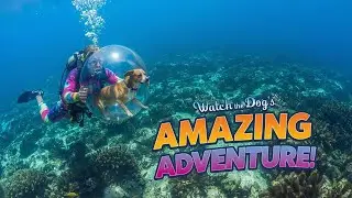 🐶Diver Takes Dog Underwater to Show Him the Ocean &mdash; What Happens Is Beautiful 🐾💙 #dog #sea