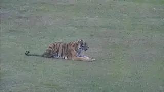 Stalking and pouncing