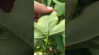 Cotton Jassids / Two-spotted leafhopper detected in Dougherty County, GA on August 07, 2025.