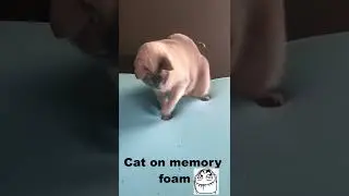 cat on memory foam😁